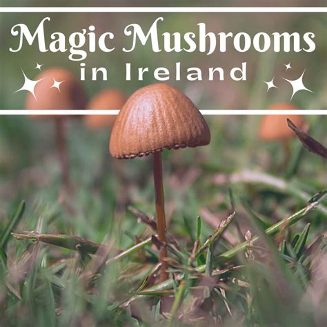 The Magic of Microdosing: Unveiling the Benefits of Magical Mushrooms in Ireland